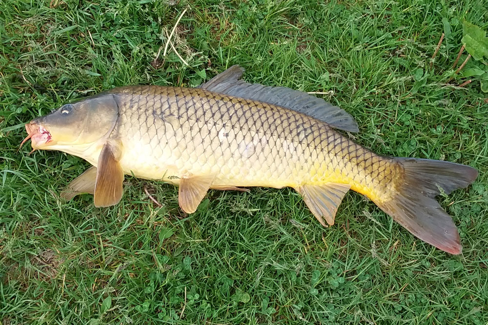 I Love Carp Fishing With Corn Rig Big Muddy Fishing