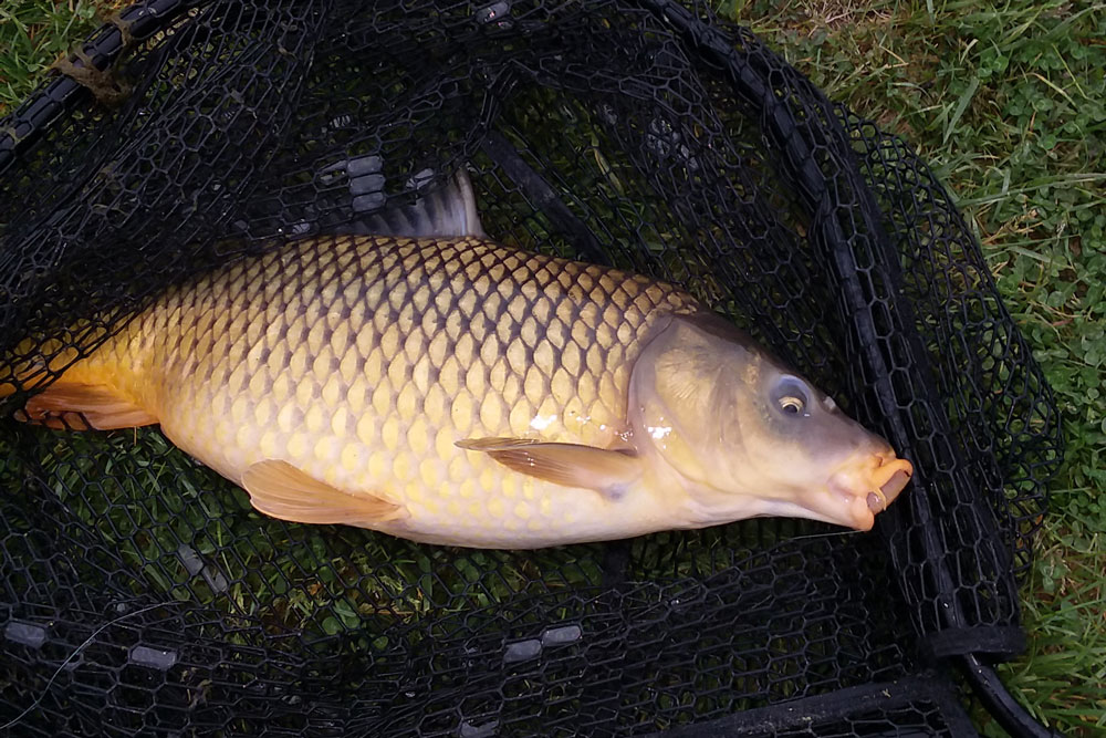 I Love Carp Fishing With Corn Rig Big Muddy Fishing